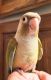 Green Cheek Conure Birds for sale in Albany, NY, USA. price: $499