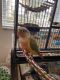 Green Cheek Conure Birds for sale in Melbourne, FL, USA. price: NA