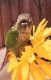 Green Cheek Conure Birds for sale in Albany, NY, USA. price: $400