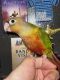 Green Cheek Conure Birds for sale in Irving, TX, USA. price: $475