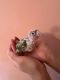 Green Cheek Conure Birds for sale in Forest Hills, Queens, NY 11375, USA. price: NA