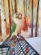 Green Cheek Conure Birds for sale in Denton, TX, USA. price: $400