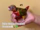 Green Cheek Conure Birds for sale in Forest Hills, Queens, NY 11375, USA. price: NA