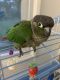 Green Cheek Conure Birds for sale in Florissant, MO, USA. price: $300