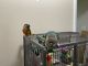 Green Cheek Conure Birds for sale in Oak Ridge, TN 37830, USA. price: NA