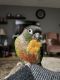 Green Cheek Conure Birds for sale in 92 Cary Rd, Hyde Park, NY 12538, USA. price: NA
