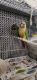Green Cheek Conure Birds for sale in Waterloo, IA, USA. price: NA