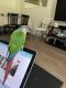 Green Cheek Conure Birds for sale in Yorktown Heights, NY 10598, USA. price: $450