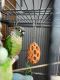 Green Cheek Conure Birds for sale in Bay Village, OH 44140, USA. price: NA