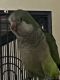 Green Cheek Conure Birds for sale in Woodbridge, VA 22191, USA. price: $300