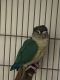 Green Cheek Conure Birds for sale in New York, NY, USA. price: $600