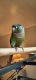 Green Cheek Conure Birds