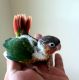 Green Cheek Conure Birds for sale in Monroe, OH, USA. price: $350