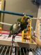 Green Cheek Conure Birds for sale in Enfield, Connecticut. price: $200