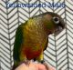 Green Cheek Conure Birds