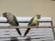 Green Cheek Conure Birds for sale in Davenport, Florida. price: $350