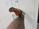 Green Cheek Conure Birds for sale in Davie, Florida. price: $275