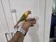 Green Cheek Conure Birds for sale in Davie, Florida. price: $275