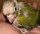 Green Cheek Conure Birds for sale in Wayne, New Jersey. price: $200