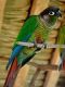 Green Cheek Conure Birds for sale in Honolulu, HI, USA. price: NA