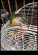 Green Cheek Conure Birds for sale in Joliet, IL, USA. price: $300
