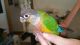 Green Cheek Conure Birds for sale in Seattle, WA, USA. price: NA