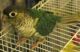 Green Cheek Conure Birds for sale in Milwaukee, WI, USA. price: NA
