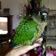 Green Cheek Conure Birds for sale in Ashland, KY 41101, USA. price: $250