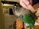 Green Cheek Conure Birds for sale in Santa Monica, CA, USA. price: NA