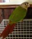 Green Cheek Conure Birds for sale in Grand Blanc, MI 48439, USA. price: NA