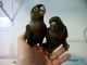 Green Cheek Conure Birds for sale in Lakeland, FL, USA. price: NA