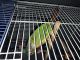 Green Cheek Conure Birds for sale in Syracuse, NY, USA. price: NA