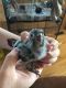 Green Cheek Conure Birds for sale in St Albans, WV 25177, USA. price: NA