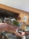 Green Cheek Conure Birds for sale in St Albans, WV 25177, USA. price: NA