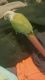 Green Cheek Conure Birds for sale in Shelby, NC, USA. price: $250