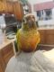 Green Cheek Conure Birds for sale in Bakersfield, CA, USA. price: $300