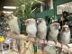 Green Cheek Conure Birds for sale in South Elgin, IL, USA. price: NA