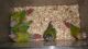 Green Cheek Conure Birds for sale in Albany, NY, USA. price: $300
