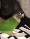 Green Cheek Conure Birds for sale in Coral Springs, FL, USA. price: NA