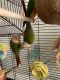Green Cheek Conure Birds for sale in Hackett, AR 72937, USA. price: NA