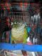 Green Cheek Conure Birds for sale in North East, MD 21901, USA. price: NA
