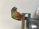 Green Cheek Conure Birds for sale in Antioch, CA, USA. price: $400