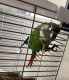 Green Cheek Conure Birds for sale in Glendora, CA, USA. price: NA