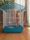 Green Cheek Conure Birds for sale in Ypsilanti, MI, USA. price: NA