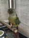 Green Cheek Conure Birds for sale in Snoqualmie, WA, USA. price: NA