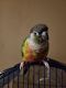 Green Cheek Conure Birds for sale in McRae, AR 72102, USA. price: NA