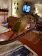 Green Cheek Conure Birds for sale in Huber Heights, OH, USA. price: NA