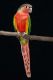 Green Cheek Conure Birds for sale in California Ave, South Gate, CA, USA. price: $500