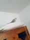 Green Cheek Conure Birds for sale in Wimberley, TX, USA. price: NA