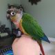 Green Cheek Conure Birds for sale in Florida City, FL, USA. price: NA